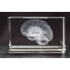 Brain 3D Laser 1lb Crystal with Brain Sticky Notepad, Anatomy,