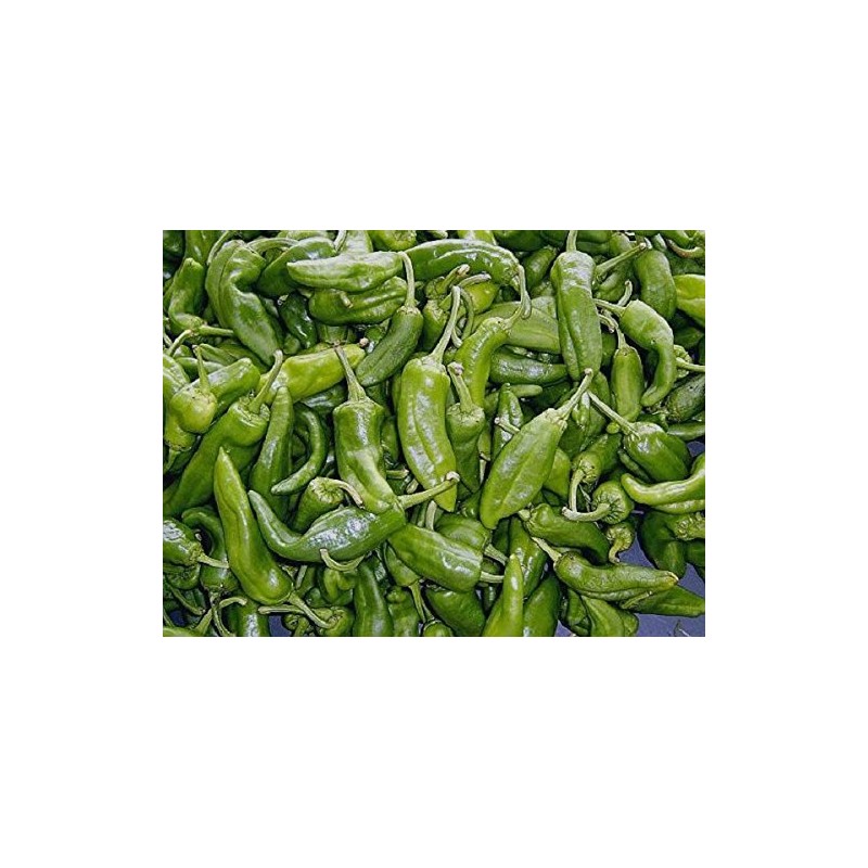 Gernika Pepper 10+ Seeds