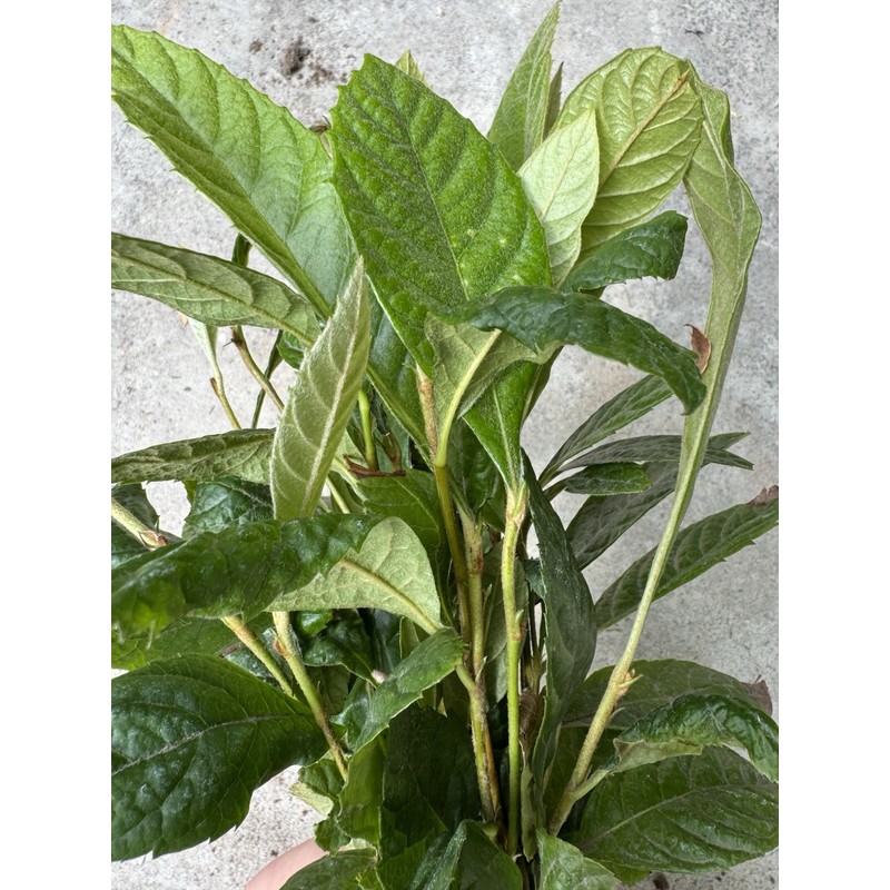 Tree 5 LOQUAT FRUIT TREE -NO POT- 7”+ FREE SHIPPING