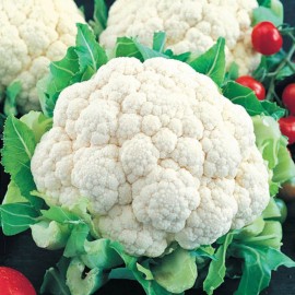 Axel's Garden Seeds Snowball Improved Cauliflower Seeds | Non-GMO | Heirloom | Fresh Garden Seeds - 200 Seeds