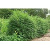 Fernleaf Bamboo – Bambusa Multiplex ‘Fernleaf’ – 4 Feet Tall