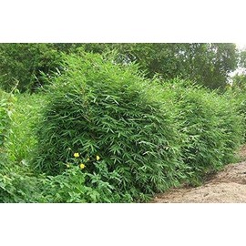 Fernleaf Bamboo – Bambusa Multiplex ‘Fernleaf’ – 4 Feet Tall Now - 1 Gallon Size- Non Invasive