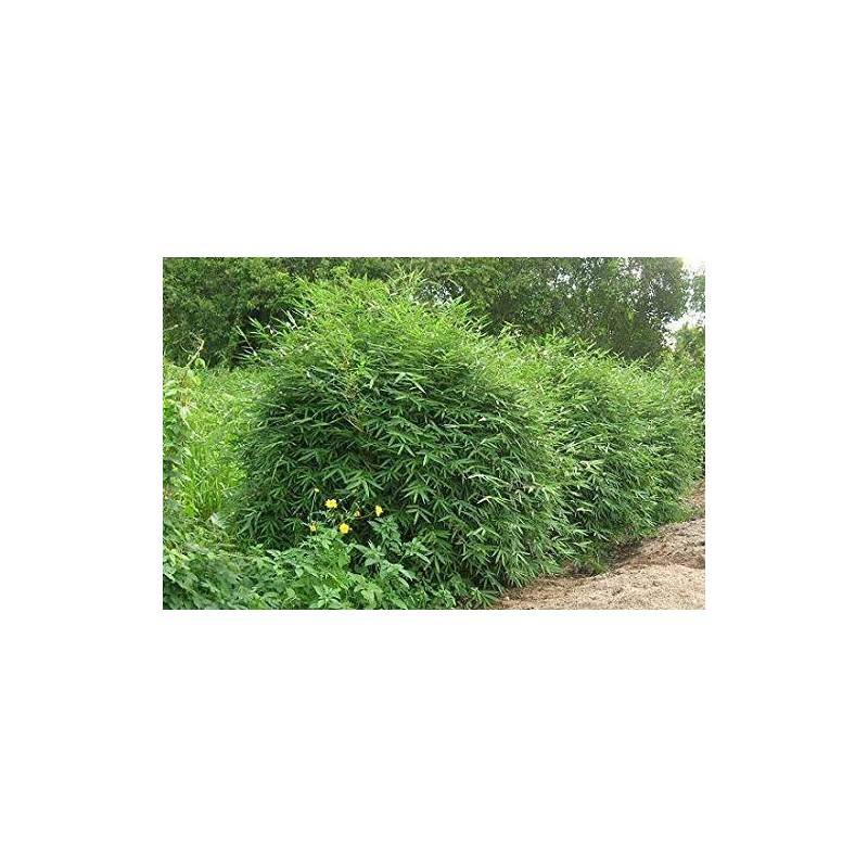 Fernleaf Bamboo – Bambusa Multiplex ‘Fernleaf’ – 4 Feet Tall