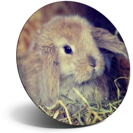 Destination Vinyl ltd Magnet for Refrigerator, Fridge - Cute Baby Bunny Rabbit Pet Animal for Office, Cabinet and Whiteboard, Magnetic Stickers, 44752