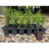 12 Rosemary Plants, Rosmarinus Officinalis 'Prostratus', Thriving in 2.5" Nursery