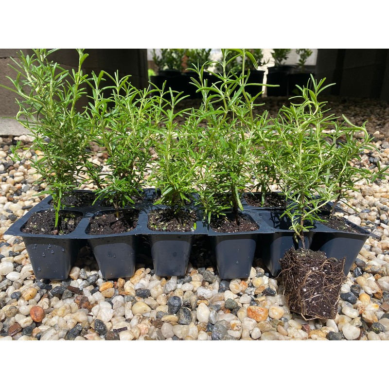12 Rosemary Plants, Rosmarinus Officinalis 'Prostratus', Thriving in 2.5" Nursery