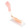 Arm Moving Model Anatomical Elbow Joint Motion Model Primary School
