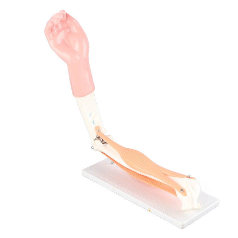 Arm Moving Model Anatomical Elbow Joint Motion Model Primary School