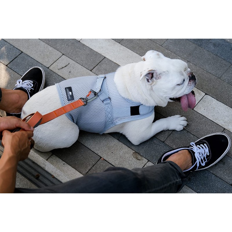 Sleepypod Martingale Dog Harness (Small, Glacier Silver)