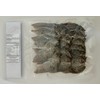 Dried Boneless Rabbitfish/Boneless Danggit, Dried Fish, Wild Caught, Chemical Free,