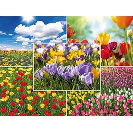 Edition Colibri Four Seasons: Set of 20 Postcards Nature/Landscapes (20 Different Designs) in Spring, Summer, Autumn and Winter