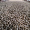 Rounton Coffee Roasters | 250g Green Colombian Unroasted Coffee Beans