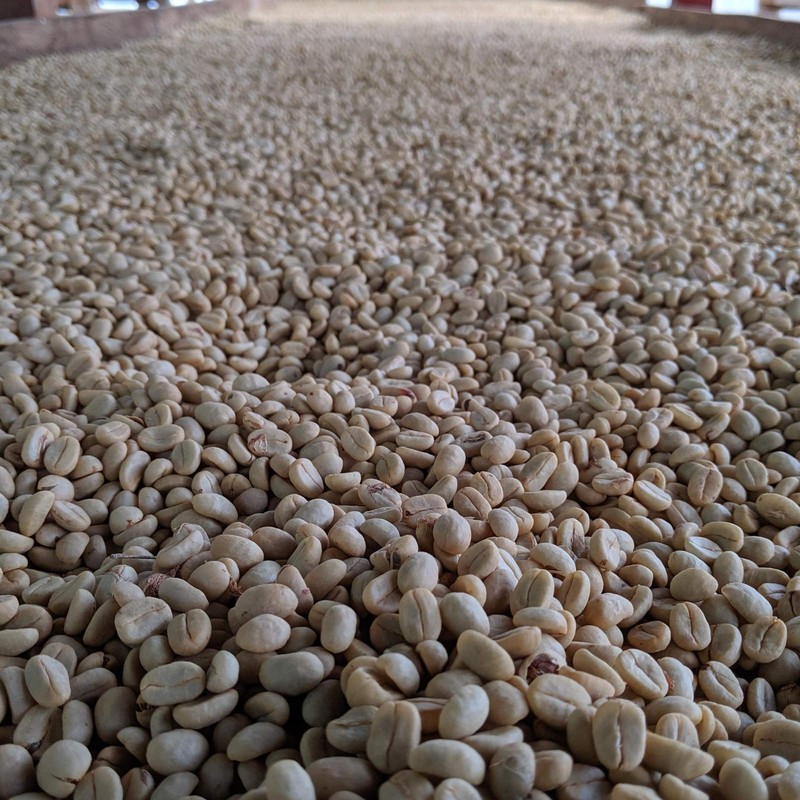Rounton Coffee Roasters | 250g Green Colombian Unroasted Coffee Beans