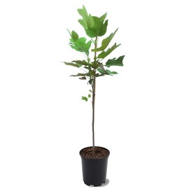 American Plant Exchange Tulip Poplar Tree, 1 Gallon Pot, 2-3ft Tall, Live Outdoor Landscape Garden Plant, Large, Yellow Flowering Blooms, Easy to Care, Fast Growing
