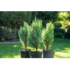 GARDENERA Premium Juniper Potting Soil Mix - Perfect Balance of