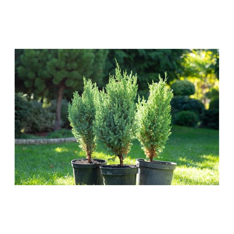 GARDENERA Premium Juniper Potting Soil Mix - Perfect Balance of