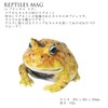 レプティスマグ ホーンドフロッグ (ツノガエル) イエロー 5.5×7×5.5cm