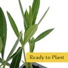 6 White Oleander Shrubs | Live Plants in 2.5-inch Nursery