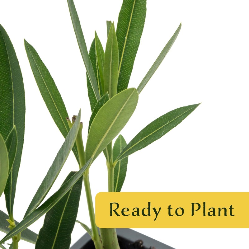 6 White Oleander Shrubs | Live Plants in 2.5-inch Nursery