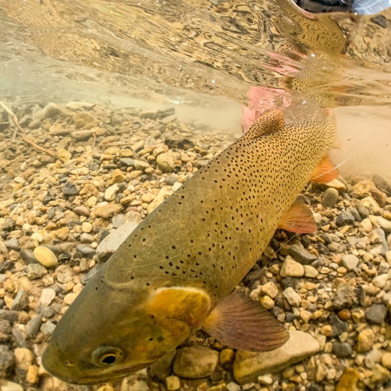 Rio Trout Versileader, Tapered Sinking Leaders, Freshwater Fly Line, 12lb