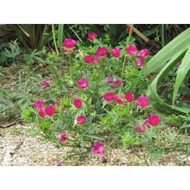 Callirhoe involucrata | Purple Poppy Mallow | 10 Seeds