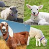 Goat Collars with Bells 10 Pack, Adjustable Sheep Goat Collar