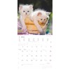 Alpha Edition - Katzenbabys 2025 Brochure Calendar, 30 x 30