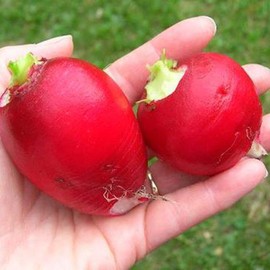 UtopiaSeeds Crimson Giant Radish Seeds - Easy to Grow in Sun or Shade