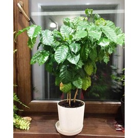 KIRA SEEDS - Arabian Coffee Tree - Mountain Plant - Perennial Ornamental Tree for Planting - GMO Free