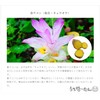 Okinawa Chosei Yakuso Headquarters Spring Turmeric 1000 Tablets x 1