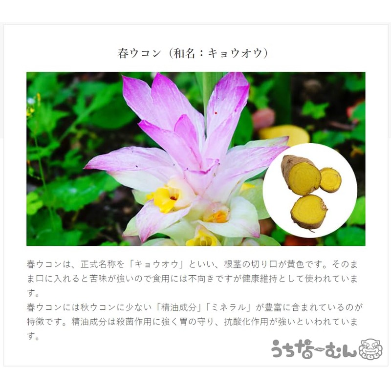 Okinawa Chosei Yakuso Headquarters Spring Turmeric 1000 Tablets x 1
