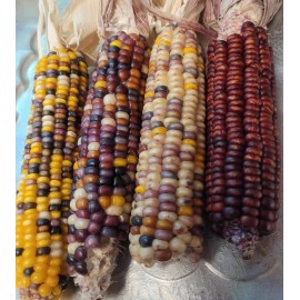 PowerGrow Systems 100+Glass Gem Corn Seeds ,For plant,crafting Harvested 2023 Home grown in CA