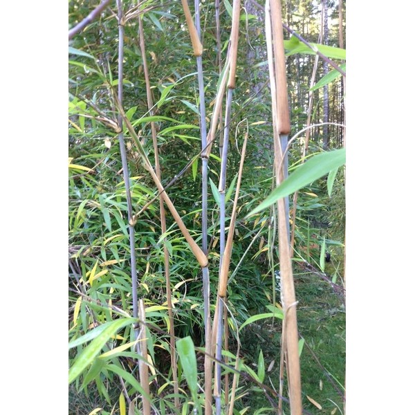 Borinda Macclureana, Live Tibetan Clumping Bamboo, Great Hedge or Specimen.