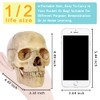 Didactic 15 Parts Anatomy Palm-Sized Human Medical Skull Model, Exploded