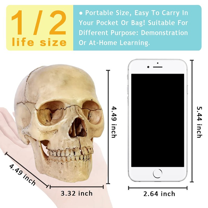Didactic 15 Parts Anatomy Palm-Sized Human Medical Skull Model, Exploded