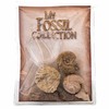 Fossil Collection w. Magnifier