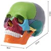 Cranstein A-226 Mini Osteopathy Skull | 15 Pieces | Didactic