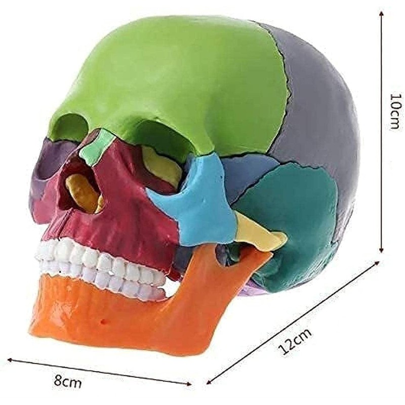 Cranstein A-226 Mini Osteopathy Skull | 15 Pieces | Didactic