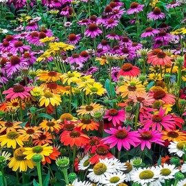 1200+ Mixed Color Echinacea Seeds - Perennial Multi-Color Coneflower, Non-GMO Heirloom for Gardens, Pollinators & Cut Flowers