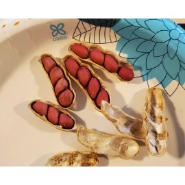 Valencia 1/2 Pound (Approx. 350 Shelled) Tennessee Red Valencia Peanut Seeds In Shell