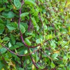 TomorrowSeeds Red Stem Malabar Spinach Seeds | Basella Alba Rubra