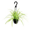 Spider Plant Live Plants in 6 Inch Plant Pot for Plants, Pet Safe Live Plant Decor, Low Light House Plants Live Spider Plants Live House Plants, Low Light Plants Live Houseplants by Plants for Pets