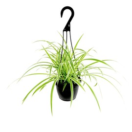 Spider Plant Live Plants in 6 Inch Plant Pot for Plants, Pet Safe Live Plant Decor, Low Light House Plants Live Spider Plants Live House Plants, Low Light Plants Live Houseplants by Plants for Pets