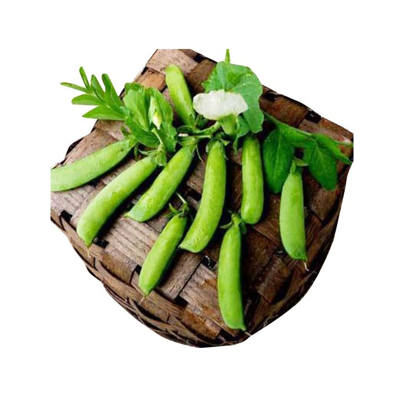 50 Sugar Ann Sugar Snap Pea Heirloom Seeds - Non