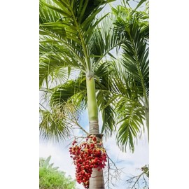 Manoa Valley Roots 25 Seeds Christmas Manila Palm Tree Adonidia merrillii HAWAII GROWN Manoa Oahu