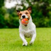 Interactive Dog Ball Toy - Automatic Dog Ball Active Rolling