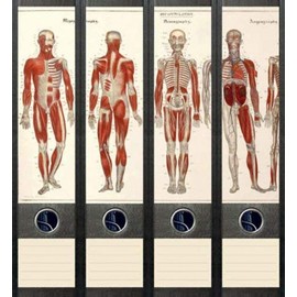 Set of 4 Folder Spines for Wide Folders Anatomy Skeleton Stickers Labels Decoration 034
