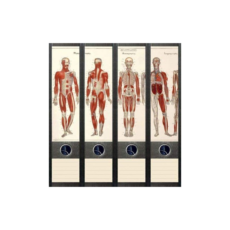 Set of 4 Folder Spines for Wide Folders Anatomy Skeleton