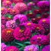 Zinnia elegans (Zinnia, Dark Violet) Flower Seeds, Long-Lasting Blooms, Drought-Tolerant,