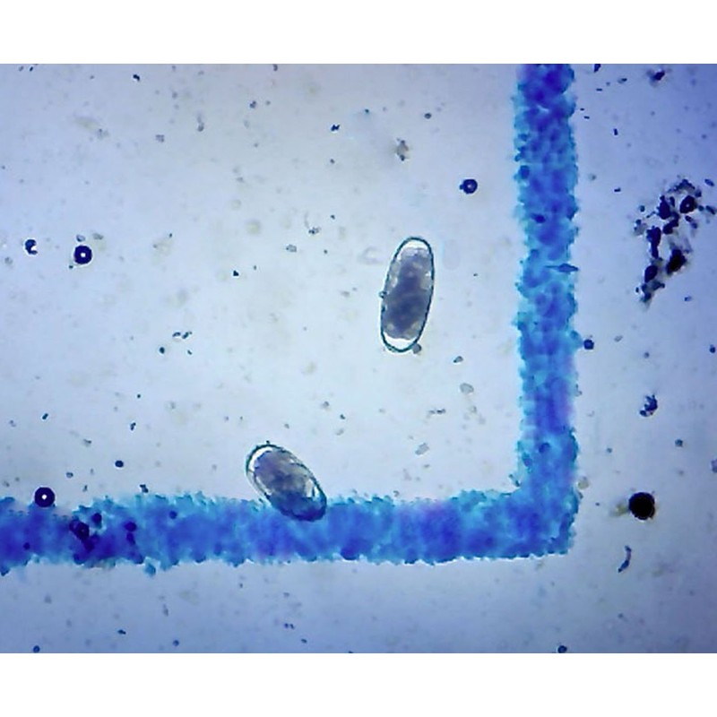 FEC Source Fecal Egg Count Supply - McMaster Method